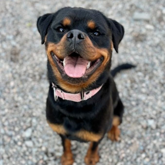 Kaya