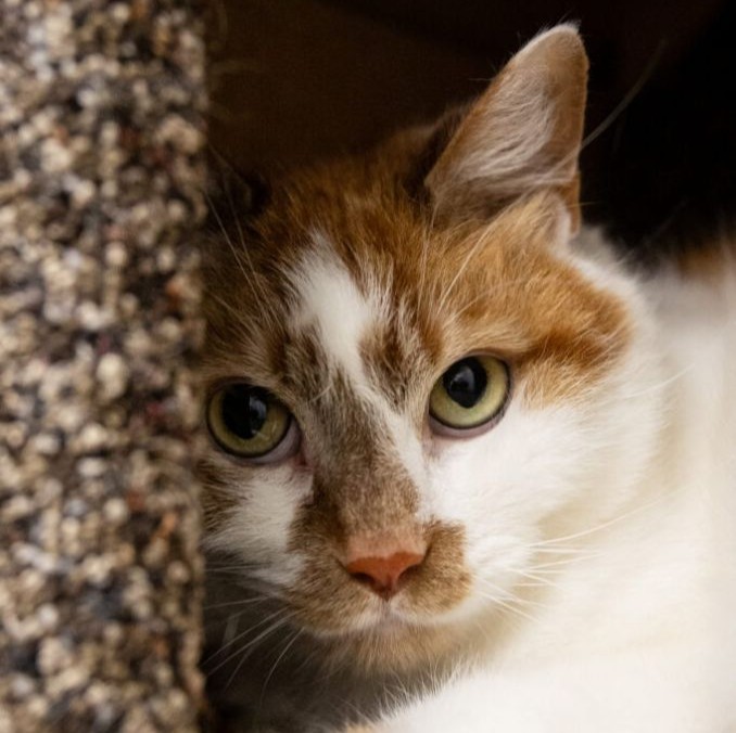 Dallas the cat