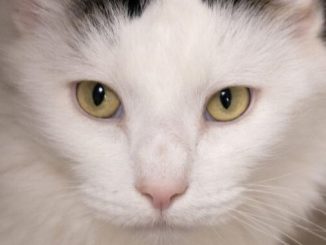 Zorro