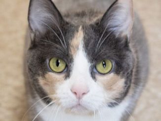 Tabby
