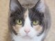 Tabby