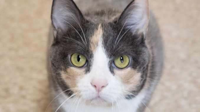 Tabby