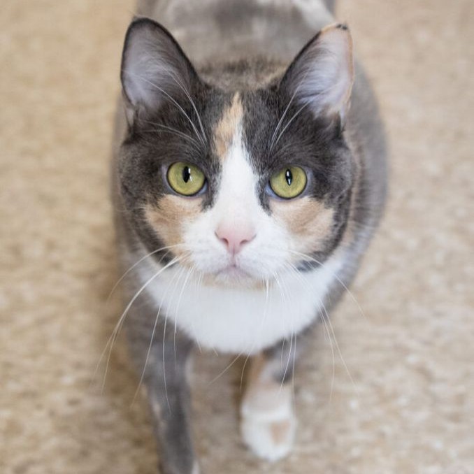 Tabby