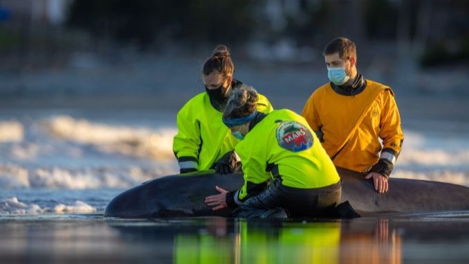 Marine Animal Response Society