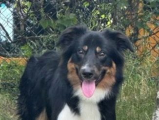 Koda