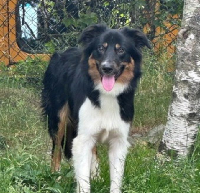 Koda