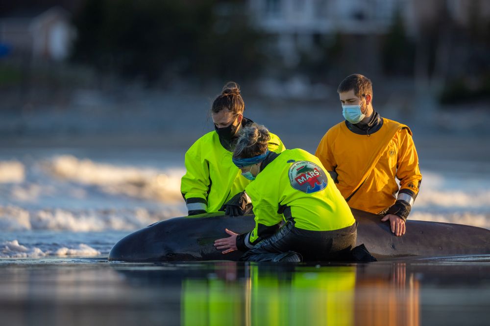 Conservation for the Marine Animal Response Society