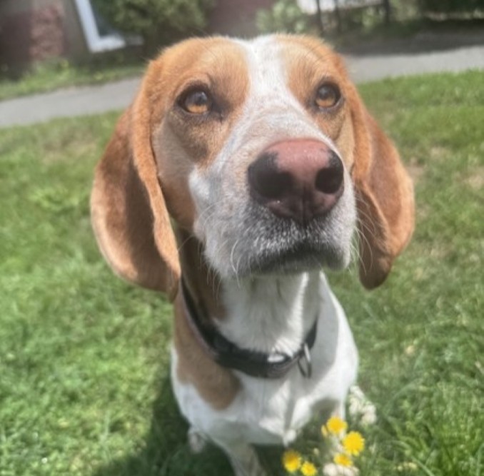 Dozer